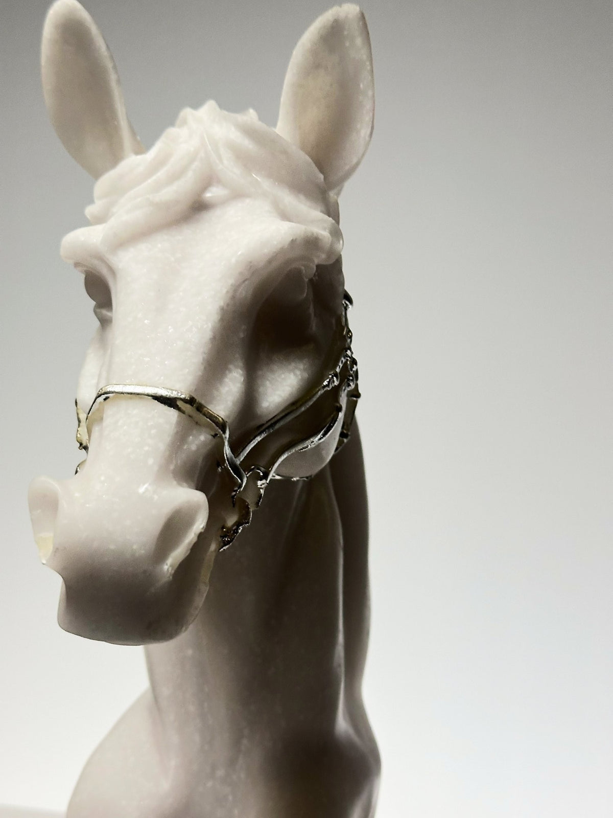 The Cavaliere Stallion